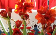 DSC06829-Copy