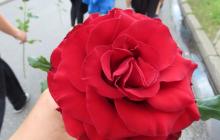 IMG_6151-Copy